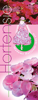 Banner Hortensie