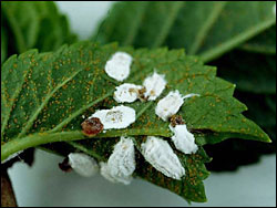 Blatt- und Schildläuse