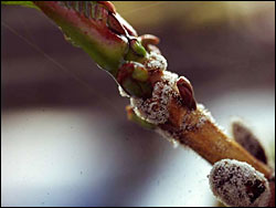 Botrytis-Knospenfäule