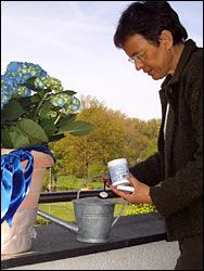 Hortensien brauchen ab und zu Dünger